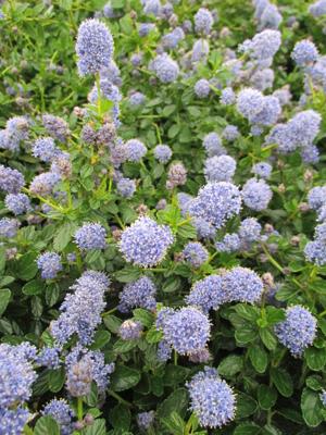 Amerikaanse sering op stam