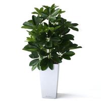 Raam Schefflera kunstplant 50cm - thumbnail
