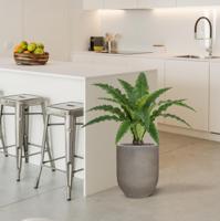 Asplenium Kunst Varen RT 60cm - thumbnail