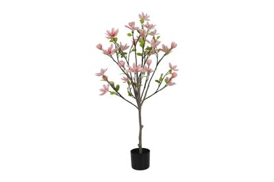Decostar Magnolia Loebneri plant 120 cm licht roze Decostar Magnolia Loebneri plant 120 cm licht roze