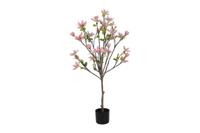 Decostar Magnolia Loebneri plant 120 cm licht roze - thumbnail