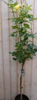 Rosa Stamroos rozen totale hoogte 100 cm geel Warentuin Natuurlijk - Warentuin natuurlijk - thumbnail