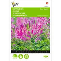 Cleome, Kattensnor Rose Queen - thumbnail