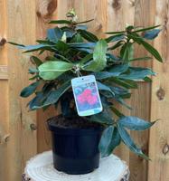 Rhododendron Halfdan Lem groenblijvende heester rododendron met rode bloemen ca. 60-70cm incl. pot Warentuin Natuurlijk - Warentuin natuurlijk - thumbnail