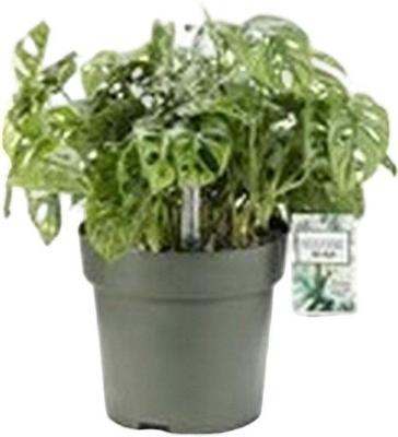 Monstera Obliqua I Potmaat 27 H60-70 kamerplant Beautanic Lifestyle - Beautanic lifestyle