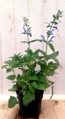 Salvia Salie blauw Warentuin Natuurlijk - Warentuin natuurlijk