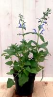 Salvia Salie blauw Warentuin Natuurlijk - Warentuin natuurlijk - thumbnail