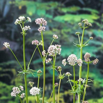 Moerings Valeriana officinalis - Echte valeriaan