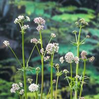 Moerings Valeriana officinalis - Echte valeriaan - thumbnail
