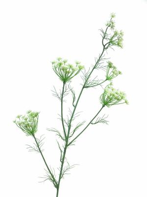 Dancus Carota Dille 120cm white