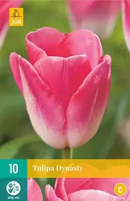 Tulp dynasty 7 bollen