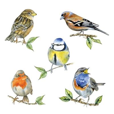 Ambiente Servet 33 Bird species white