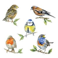 Ambiente Servet 33 Bird species white - thumbnail