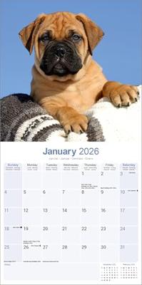Bullmastiff Kalender 2026