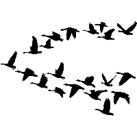 Ganzen - Muursticker - thumbnail