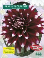 Zomer Bloembollen Dahlia Decoratief Mistery Day per 1 Baltus - Baltus - thumbnail