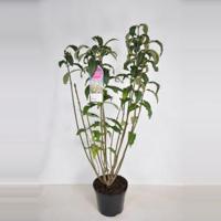 Sering (syringa villosae "Tammelan Kaunotar") - 90-120 cm - 1 stuks - thumbnail