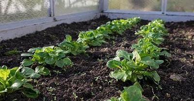 Gardena Tuinslang classic + wandhouder 1/2 inch 20m - thumbnail