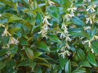 Sarcococca - thumbnail