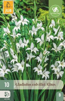 Gladiolus Colvillei Albus 10 st Jub Gladiool JUB - Jub