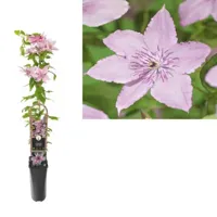Klimplant Clematis Hagley Hybrid - Roze Bosrank - thumbnail