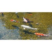 Zwembadwaterzuiveraar Ubbink AlgClear 2500 - thumbnail