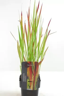 Siergras - Imperata Cylindrica Red Baron