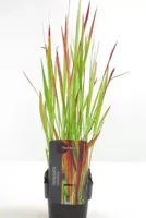 Siergras - Imperata Cylindrica Red Baron - thumbnail