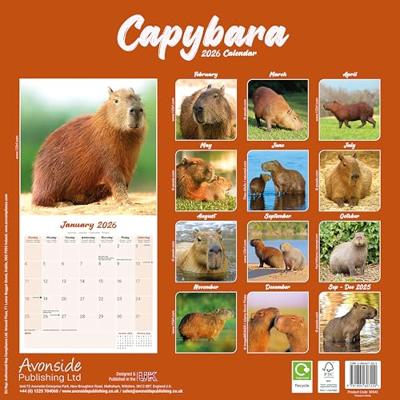 Capybara Calendar 2026 Square Animal Wall Calendar - 16 Month