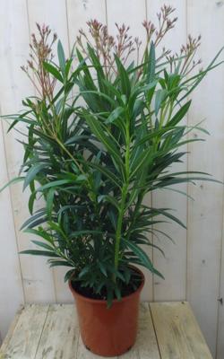 Oleander 70 - 100 cm kuipplant Nerium Warentuin Natuurlijk - Warentuin natuurlijk