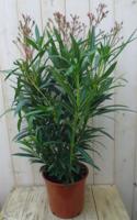 Oleander 70 - 100 cm kuipplant Nerium Warentuin Natuurlijk - Warentuin natuurlijk - thumbnail