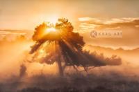 Afbeelding op acrylglas - Zonsopkomst door de bomen - thumbnail