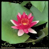 Rode waterlelie (Nymphaea Escarboucle) waterlelie (6stuks) - thumbnail