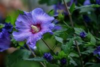 Hibiscus - thumbnail