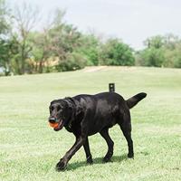 Chuckit tennisbal - thumbnail