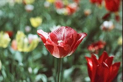 Wolfen NC 500 Kleurnegatieffilm 35 mm 36 opnames