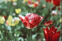 Wolfen NC 500 Kleurnegatieffilm 35 mm 36 opnames - thumbnail