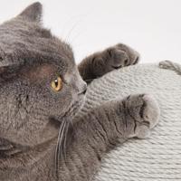 Fofos krab bal - thumbnail