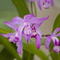 Japanse orchidee (Bletilla striata) moerasplant (6-stuks) - thumbnail