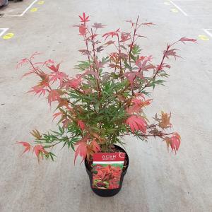 Japanse esdoorn (Acer palmatum "Shaina") heester - 50-60 cm - 1 stuks