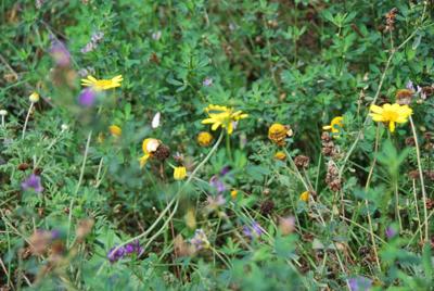 Dakgroen Bijen en Vlinder mixmat Compleet (incl. drainage type 11c & 16 zakken daktuinsubstraat) per 2.4 m2 max. 10 graden Sempergreen - Sempergreen Dakgroen Bijen en Vlinder mixmat Compleet (incl. drainage type 11c & 16 zakken daktuinsubstraat) per 2.4 m2 max. 10 graden Sempergreen - Sempergreen