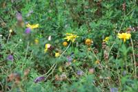 Dakgroen Bijen en Vlinder mixmat Compleet (incl. drainage type 11c & 16 zakken daktuinsubstraat) per 2.4 m2 max. 10 graden Sempergreen - Sempergreen - thumbnail