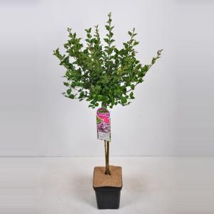 Dwergsering op stam (syringa meyeri "Palibin") - 70 cm - 1 stuks