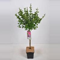Dwergsering op stam (syringa meyeri "Palibin") - 70 cm - 1 stuks - thumbnail