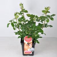 Grootbloemige roos Parfum de Nature (rosa "Annapurna"®) - C5 - 1 stuks - thumbnail