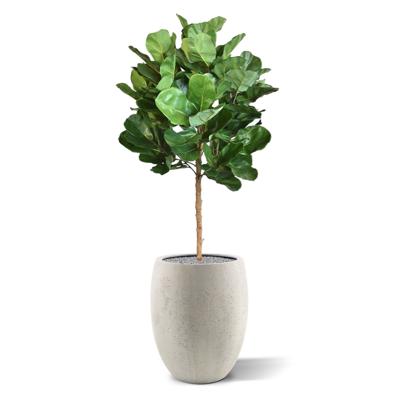 Royal Lyrata bol deluxe kunstplant 105 cm