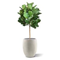 Royal Lyrata bol deluxe kunstplant 105 cm - thumbnail