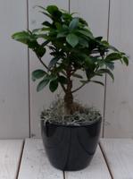 Bonsai Ficus microcarpa zwarte/antraciete pot 30 cm Warentuin Natuurlijk - Warentuin natuurlijk - thumbnail