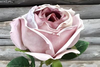 Enkele roos licht paars Buitengewoon de Boet - Buitengewoon de boet