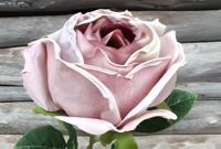 Enkele roos licht paars Buitengewoon de Boet - Buitengewoon de boet - thumbnail